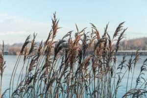 Reeds in front of a lake