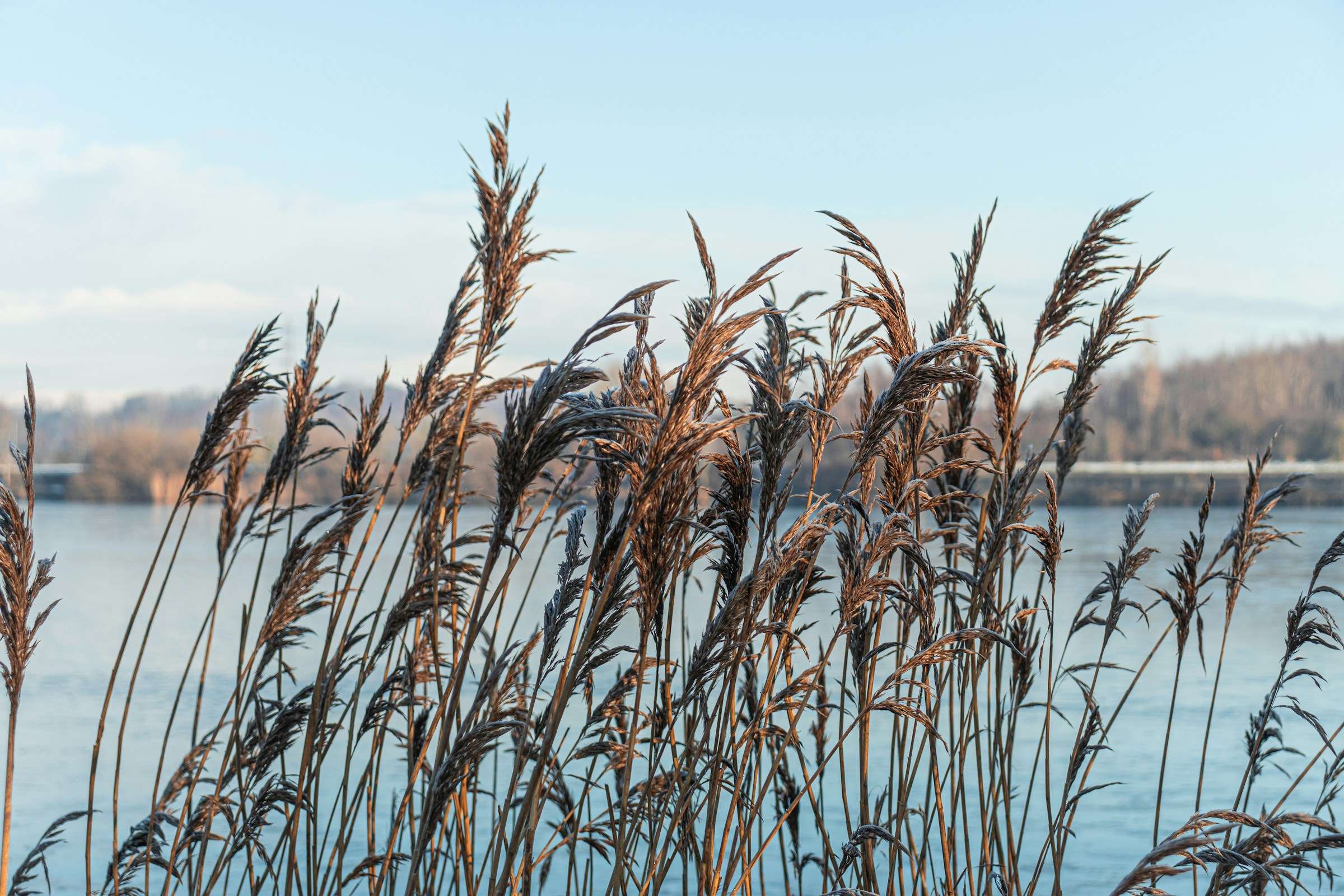 Reeds in front of a lake